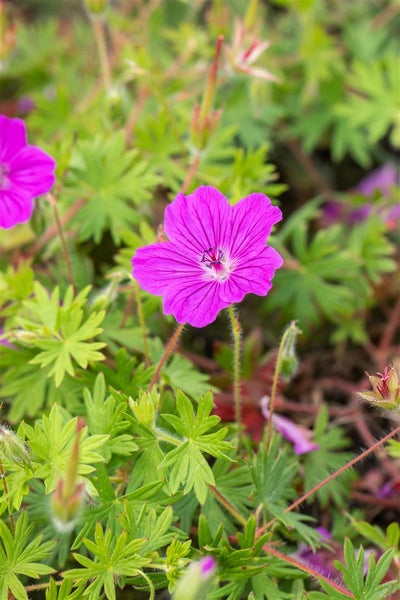 Geranium sanguineum 'Tiny Monster', Storchschnabel, ca. 9x9 cm Topf