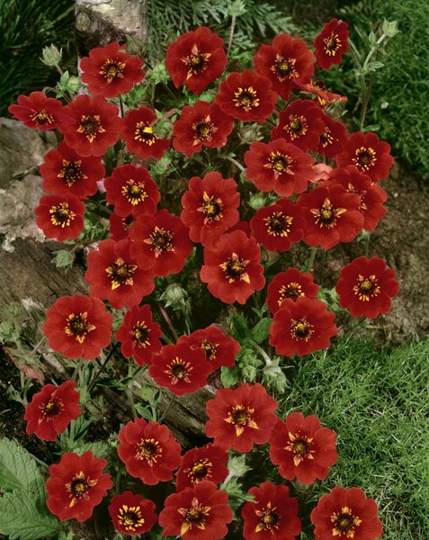 Potentilla atrosanguinea, Fingerstrauch, leuchtend rot, ca. 9x9 cm Topf
