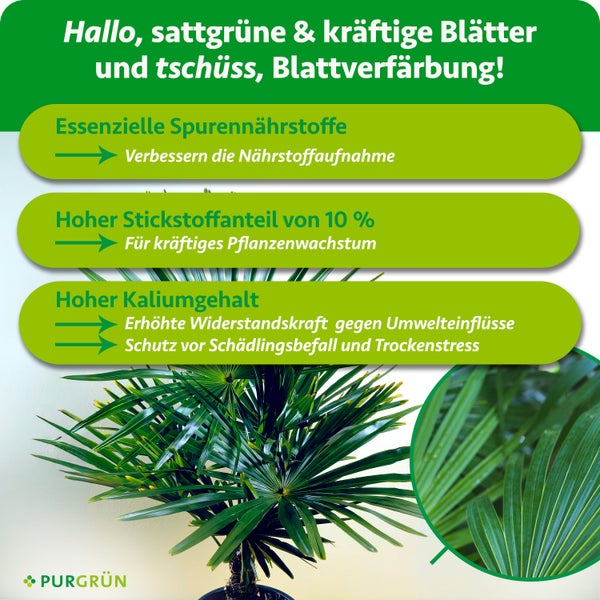 Purgrün Palmendünger Infografik mit Palme: 10 Prozent Stickstoff für Wachstum, Kalium für Widerstandskraft und Spurennährstoffe. Purgrün Logo.