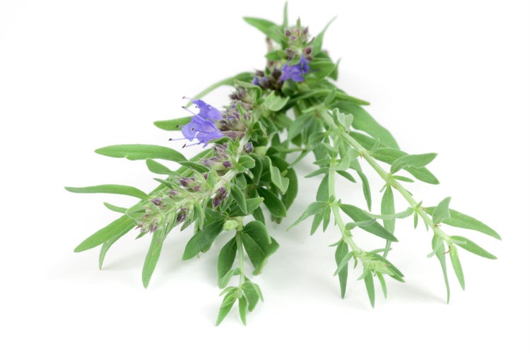 Hysop Zweig mit Blättern und Blüten
