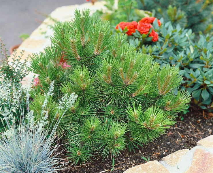 Kiefer als Zierpflanze im Gartenbeet