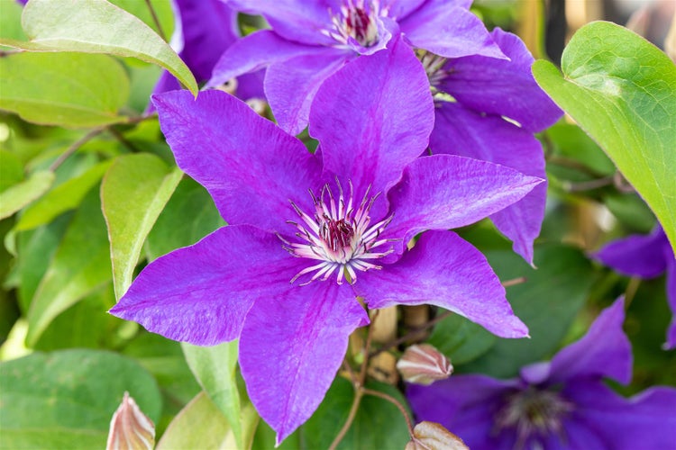 Clematis Hybride 'The President', Waldrebe, blauviolett, 100–150 cm