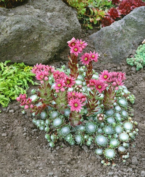 Sempervivum arachnoideum, Spinnweb-Hauswurz, ca. 9x9 cm Topf