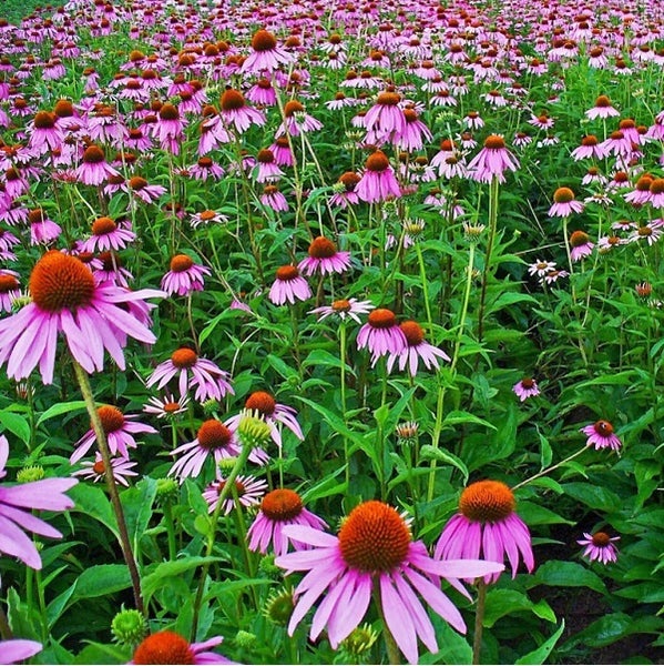 Feld mit blühenden Sonnenhüten
