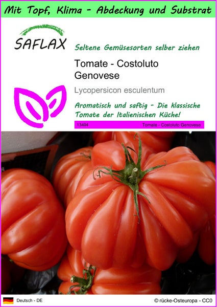 SAFLAX Garden to go - Tomate - Costoluto Genovese - Lycopersicon esculentum - 10 Samen - Mit Topf, Klima - Deckel und Anzuchtsubstrat