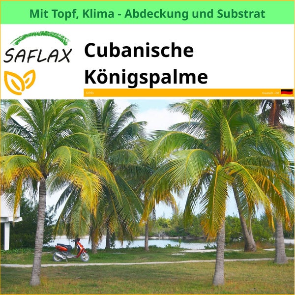 Kubanische Königspalme von Saflax mit Topf, Klimaabdeckung und Substrat