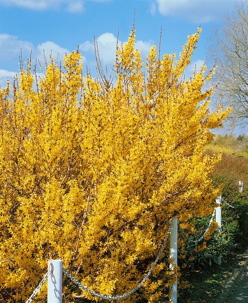 Forsythia 'Lynwood Gold', Goldglöckchen, leuchtend gelb, 60–80 cm