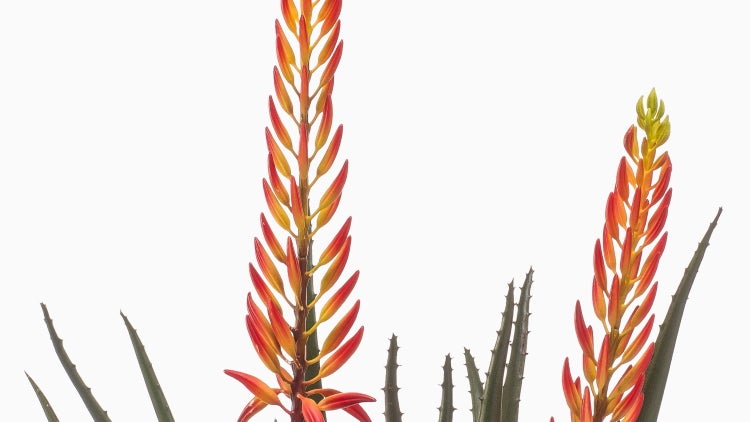Künstliche Aloe Vera mit orange-gelben Blüten im schwarzen Topf.