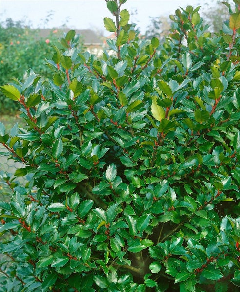 Ilex meserveae 'Blue Prince', Stechpalme, immergrün, 30–40 cm