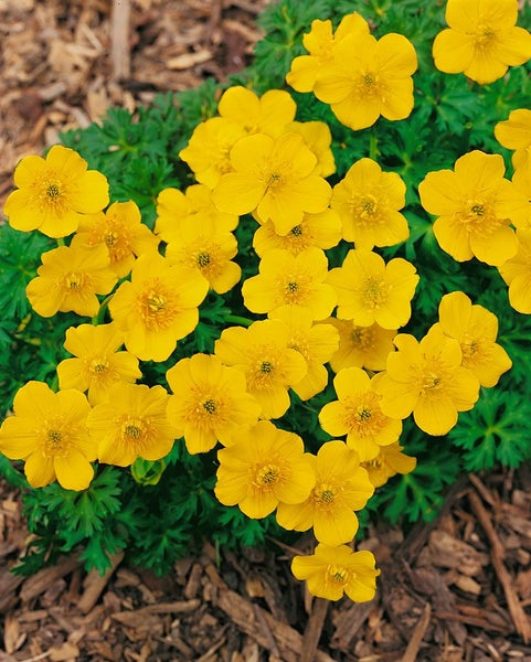 Blühende Trollblume im Garten