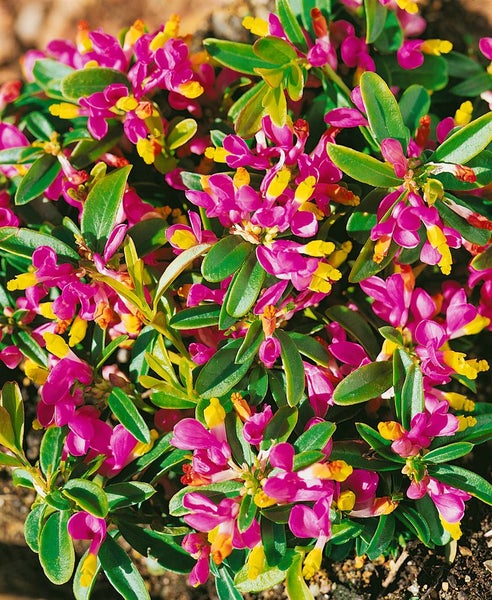 Polygala chamaebuxus, Buchsblättrige Kreuzblume, ca. 9x9 cm Topf