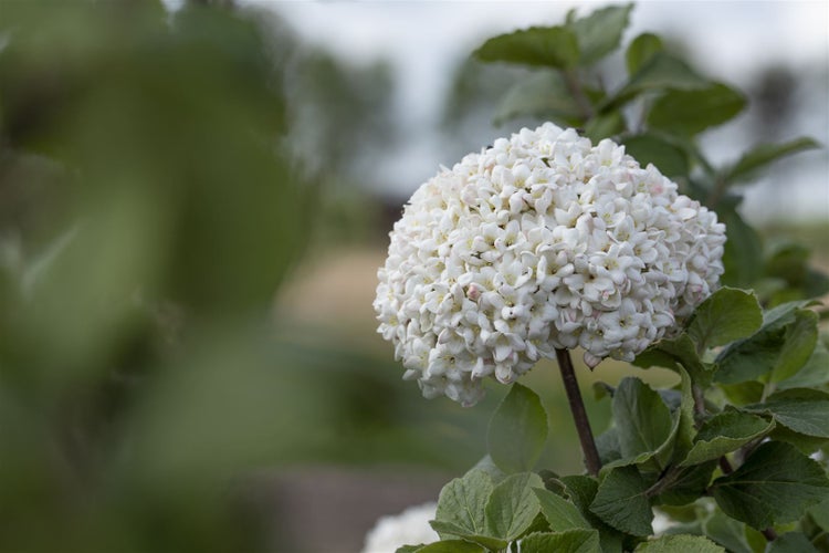 Viburnum carlcephalum, Duftschneeball, weiß, 40–60 cm
