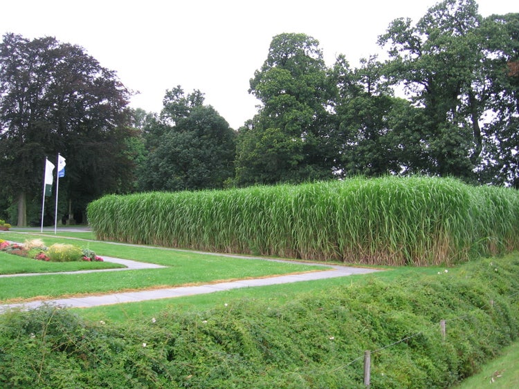 4 x Riesen Chinaschilf, ideal als Hecke und Sichtschutz, Miscanthus giganteus