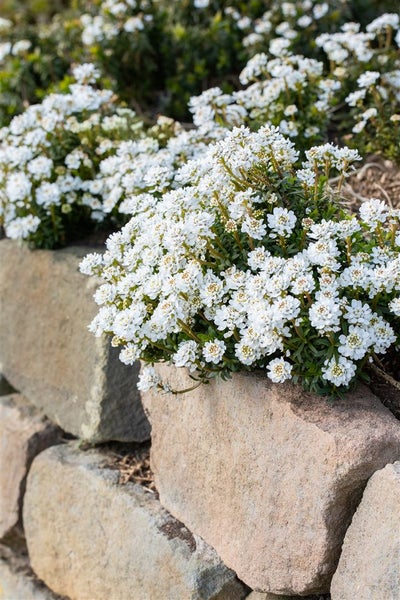 Iberis sempervirens 'Zwergschneeflocke', Schleifenblume, weiß, ca. 9x9 cm Topf
