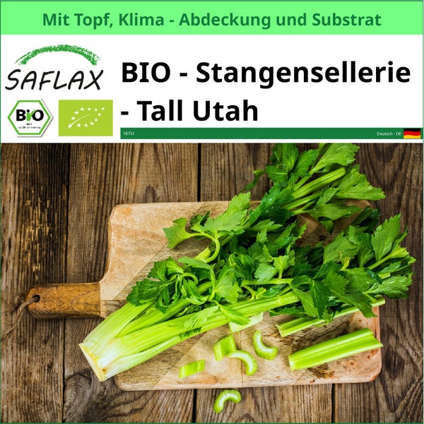 Bio Stangensellerie Tall Utah von Saflax mit Topf, Klimaabdeckung und Substrat auf Holzbrett