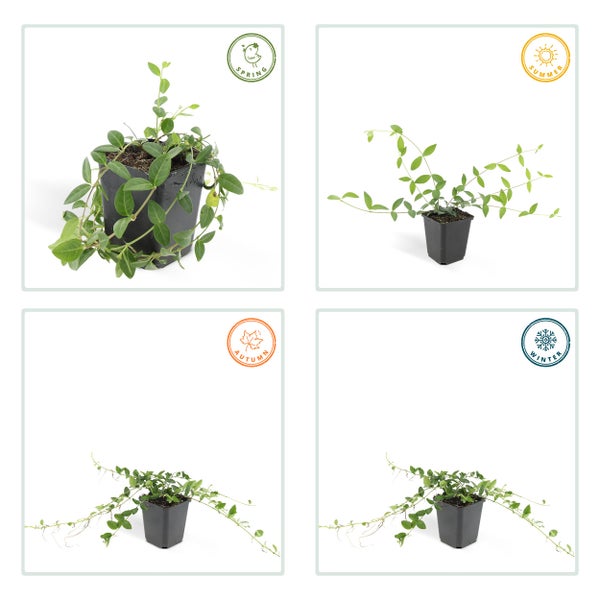 Bodendecker - Kleines Immergrün - Vinca minor 'Alba' - weißblühend - 9cm Topf - Set mit 6 Pflanzen