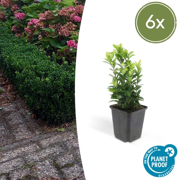 Bodendecker - Kriechspindel - Euonymus japonicus 'Green Spire' - 9cm Topf - Set mit 6 Pflanzen