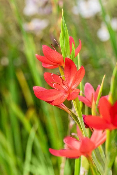 Nahaufnahme von Schizostylis coccinea-Blüten