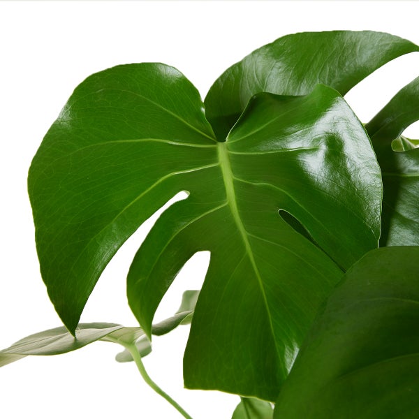 Bloomique - 2er Set - Monstera Deliciosa - Fensterblatt - Zimmerpflanzen - Pflegeleicht - Luftreinigend - Höhe 70-80 cm - Topf 21 cm