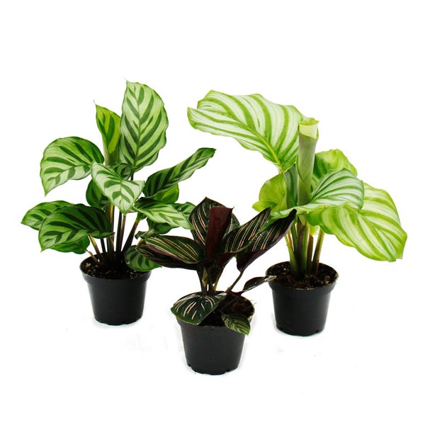 Schattenpflanzen 3er Set - mit ausgefallenem Blattmuster - Calathea - 7cm Topf - ca. 20cm hoch