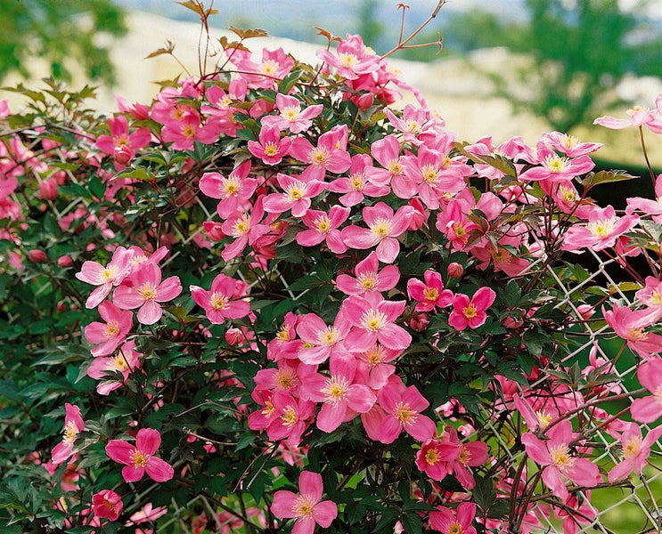 Clematis mit pinkfarbenen Blüten auf einem Rankgitter.