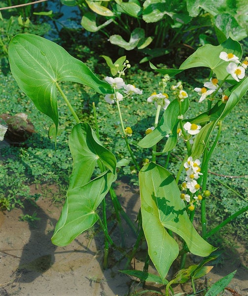 Sagittaria sagittifolia ssp. sagittifolia, Pfeilkraut, ca. 9x9 cm Topf