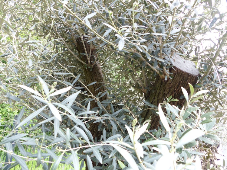 genau dieser Baum L8 Olivenbaum 265 cm, knorrige alte urige Olive winterhart