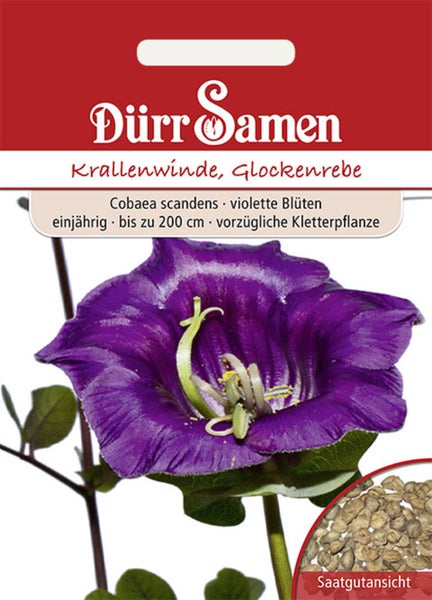 Dürr Samen Logo. Samentüte für Glockenrebe Cobaea scandens mit violetter Blüte, einjährig, bis zu zweihundert Zentimeter, mit Saatgutansicht.