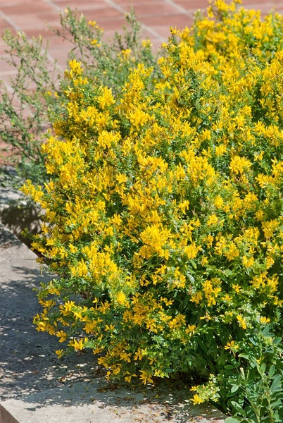 Genista tinctoria 'Royal Gold', Färber-Ginster, goldgelb, 40–60 cm