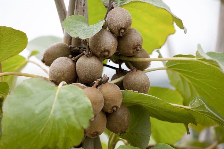 Actinidia chinensis 'Solo', Kiwi, 60–100 cm