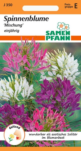 Samenpackung Spinnenblume, einjährig, Mischung