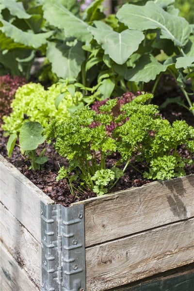 Hochbeet mit verschiedenen Gemüsesorten wie Salat und Petersilie