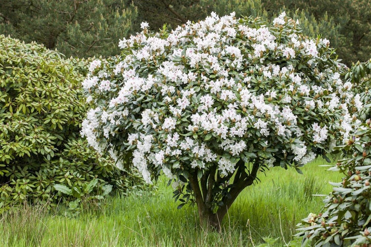 Rhododendron Hybr. 'Bellini', rosa Blüten, 30–40 cm