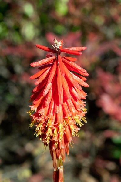 Fackelblume im Detail