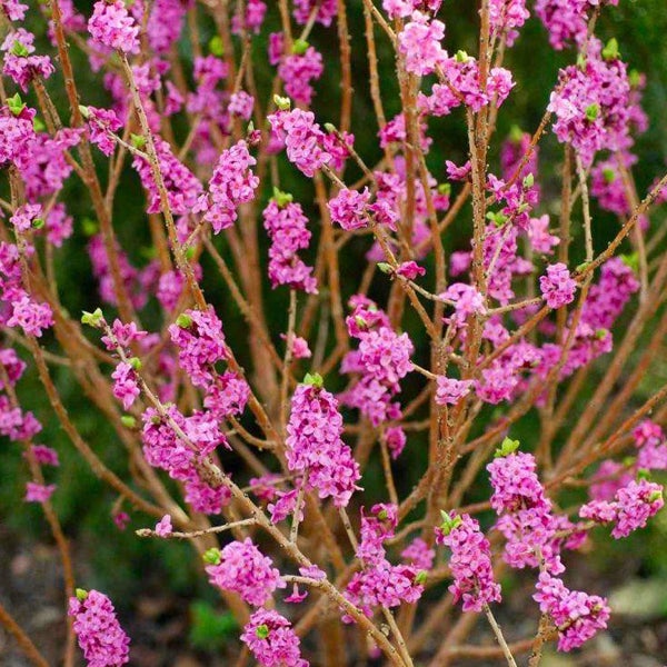 Nahaufnahme eines blühenden Seidelbastes