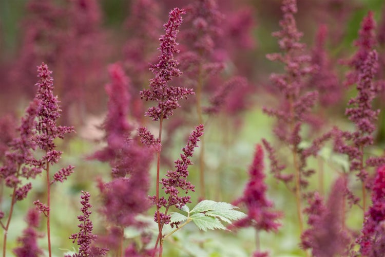 Astilbe x arendsii 'Glut', Prachtspiere, rot, ca. 9x9 cm Topf