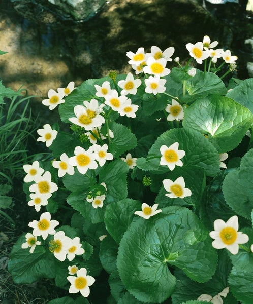 Caltha palustris var.alba, Sumpfdotterblume, weiß, ca. 9x9 cm Topf