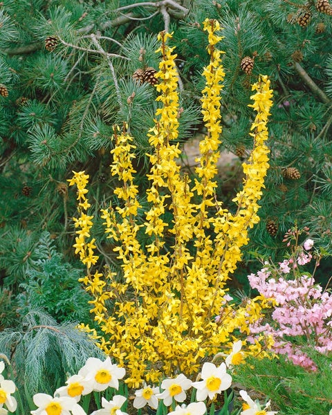 Forsythia 'Week-End' -R-, Forsythie, leuchtend gelb, 40–60 cm