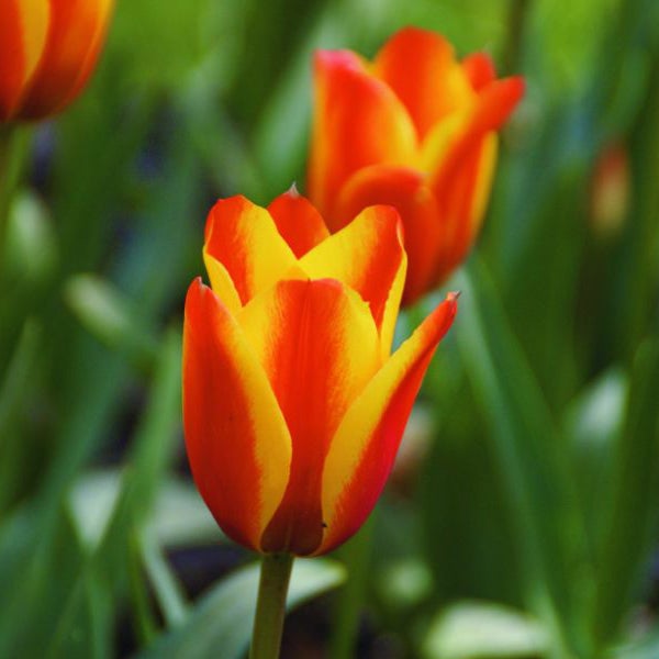 Nahaufnahme von Tulpenblüten im Gartenbeet