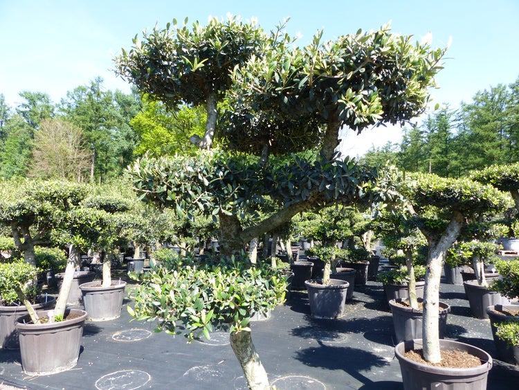 Olivenbaum 7 Pon Pon Bonsai Formgehölz Gartenbonsai Olea europaea Olive winterhart