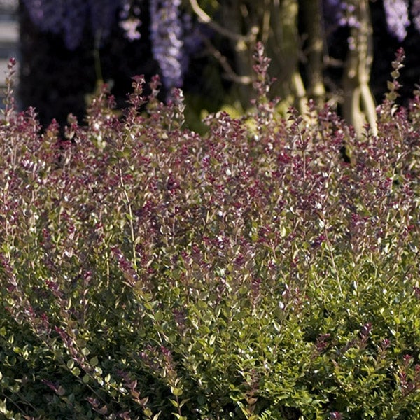 Buchsbaumhecke im Garten