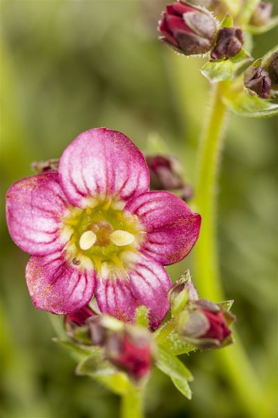 Saxifraga x arendsii 'Harder Zwerg', Moos-Steinbrech, ca. 9x9 cm Topf