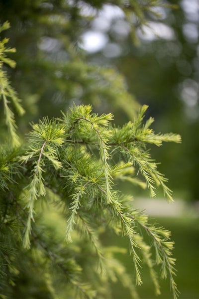 Cedrus deodara 'Golden Horizon', Himalaya-Zeder, goldgelb, 60–70 cm