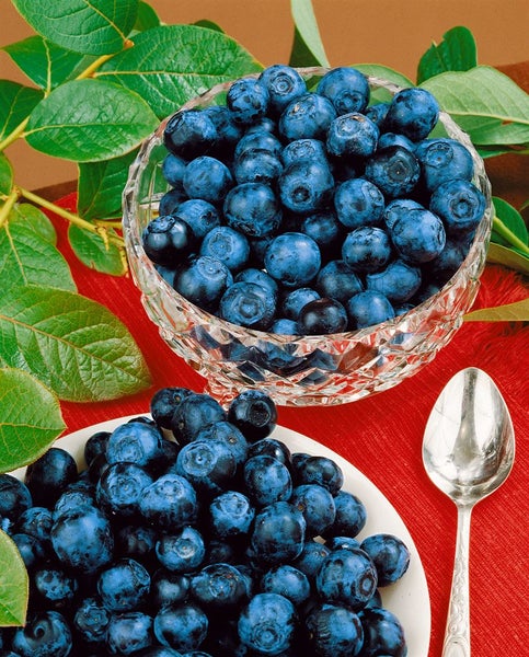 Kristallglasschale und kleiner Teller mit frischen Heidelbeeren neben einem silbernen Löffel dekoriert mit Heidelbeerzweigen.