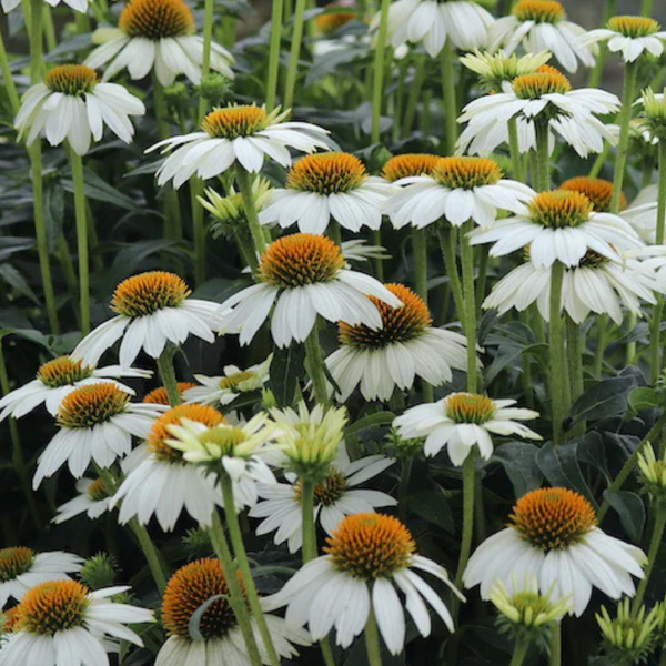 Nahaufnahme einer Gruppe weißer Kegelblumen im Garten.