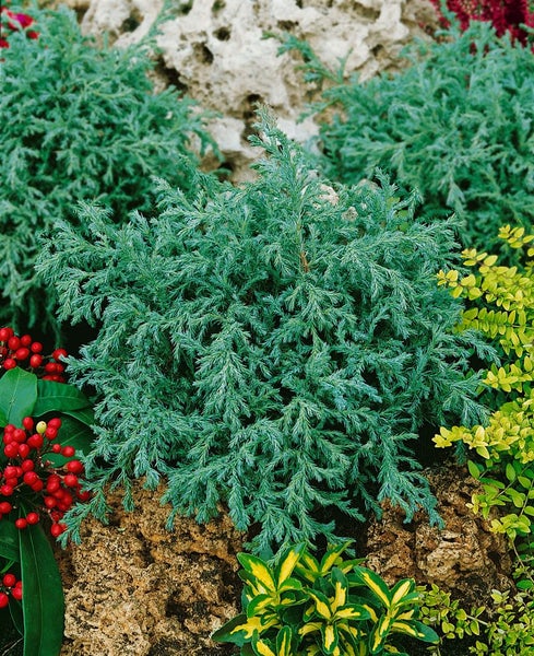 Chamaecyparis pisifera 'Baby Blue', Scheinzypresse, blaugrün, ca. 13 cm Topf