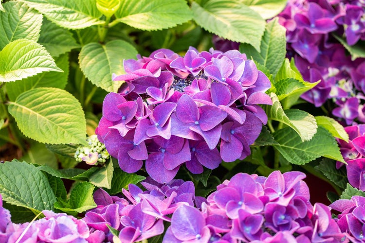 Nahaufnahme von lila Hortensienblüten im Gartenbeet