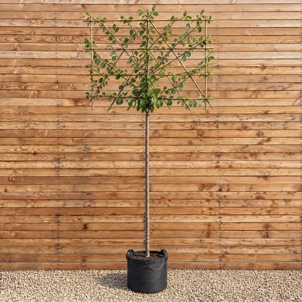Ein als Spalier geformter Baum in einem schwarzen Pflanzgefäß vor einer Holzfassade.