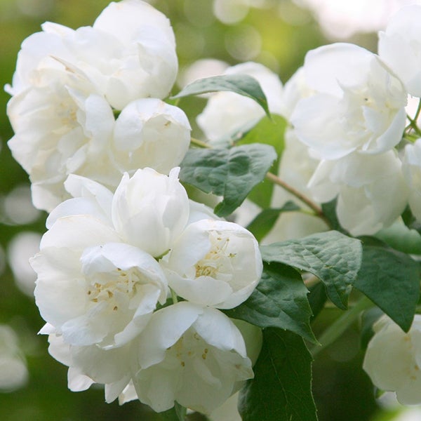 Nahaufnahme eines gefüllten Pfeifenstrauchs mit weißen Blüten und grünen Blättern