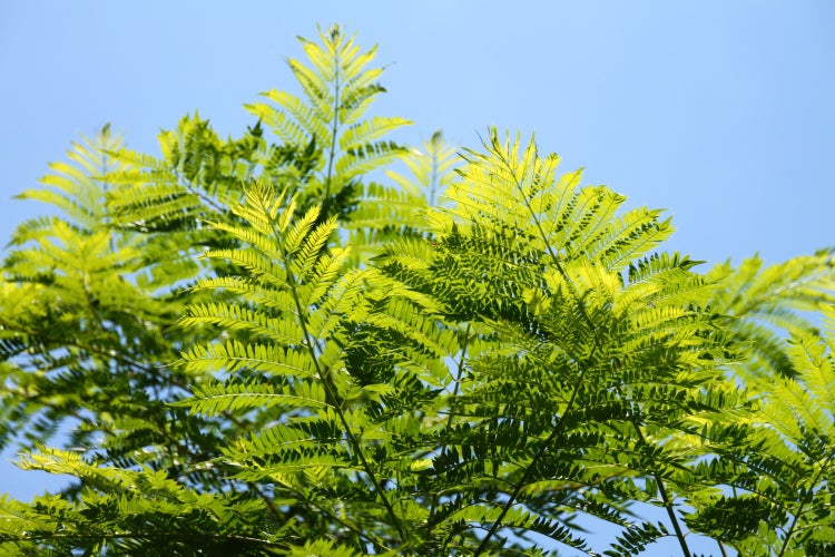 SAFLAX Garden to go - Jacaranda - Jacaranda mimosifolia - 50 Samen - Mit Topf, Klima - Deckel und Anzuchtsubstrat